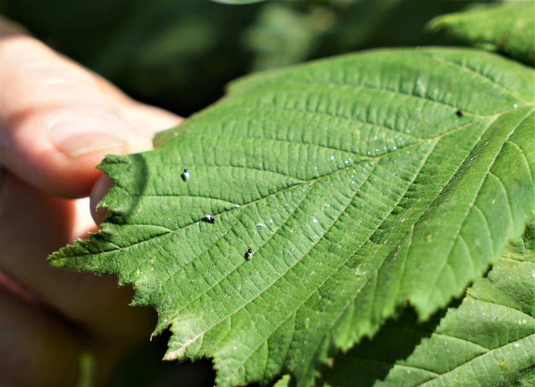 Karadeniz'in bazı kentlerinde alarm verildi: Samuraylar devrede! 5